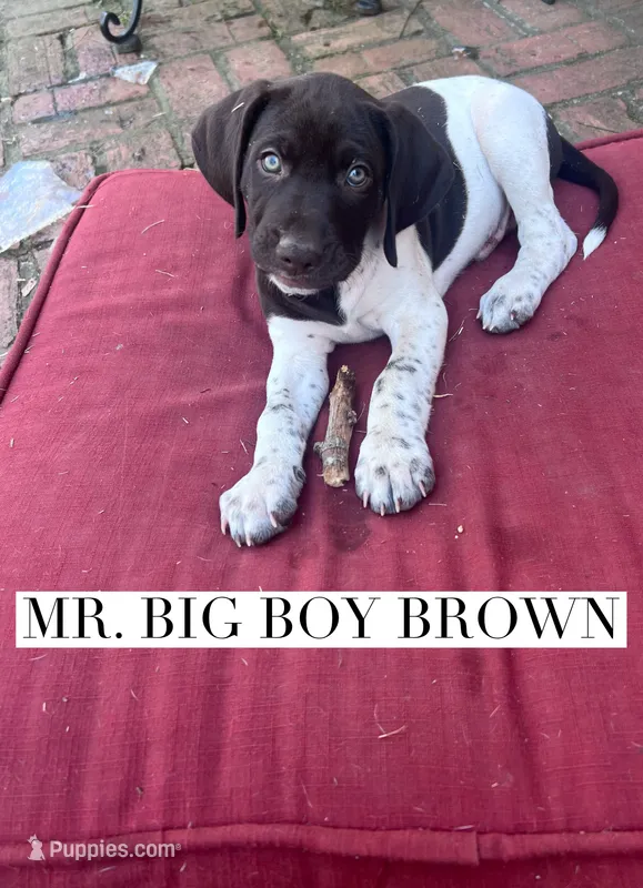 Big Boy Brown