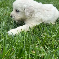 TEST, a male Chiweenie for sale in Iron Mountain, MI – 1 of 1