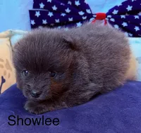 Showlee, a female Pomeranian for sale in Austin, TX – 3 of 4