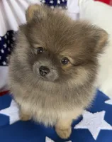Bucky, a male Pomeranian for sale in Austin, TX – 7 of 10