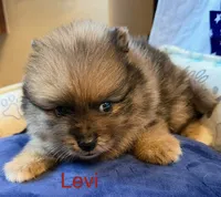 Levi, a male Pomeranian for sale in Austin, TX – 3 of 5