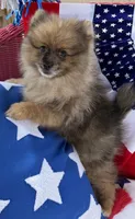 Levi Golden Merle Pomeranian, a male Pomeranian for sale in Austin, TX – 7 of 7