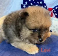 Levi, a male Pomeranian for sale in Austin, TX – 2 of 5