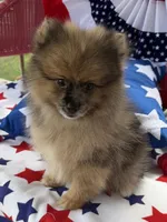 Levi Golden Merle Pomeranian, a male Pomeranian for sale in Austin, TX – 4 of 7