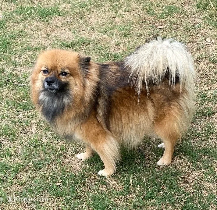Tinker – Pomeranian puppy for sale in Austin, TX