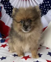 Levi Golden Merle Pomeranian, a male Pomeranian for sale in Austin, TX – 3 of 7