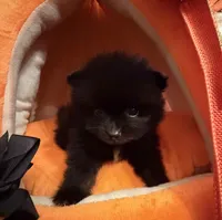 Mugsy [ He is a real Halloween Treat ], a male Pomeranian for sale in Austin, TX – 2 of 7