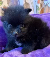 Mugsy [ He is a real Halloween Treat ], a male Pomeranian for sale in Austin, TX – 3 of 7