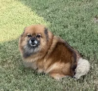 Tinker, a female Pomeranian for sale in Austin, TX – 6 of 6