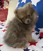 Bucky, a male Pomeranian for sale in Austin, TX – 4 of 10
