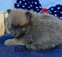Bucky, a male Pomeranian for sale in Austin, TX – 2 of 5