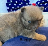 Bucky, a male Pomeranian for sale in Austin, TX – 5 of 5