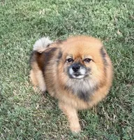 Tinker, a female Pomeranian for sale in Austin, TX – 3 of 6