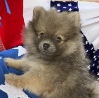 Bucky, a male Pomeranian for sale in Austin, TX – 9 of 10