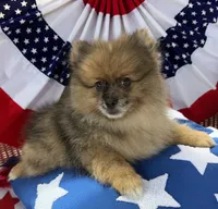 Levi Golden Merle Pomeranian, a male Pomeranian for sale in Austin, TX – 5 of 7