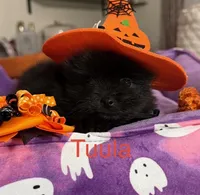 Tuula [ A Halloween Treat ], a female Pomeranian for sale in Austin, TX – 6 of 7