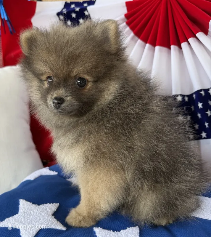 Bucky – Pomeranian puppy for sale in Austin, TX