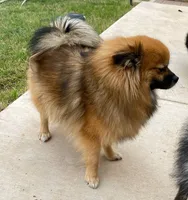 Tinker, a female Pomeranian for sale in Austin, TX – 5 of 5