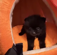 Mugsy [ He is a real Halloween Treat ], a male Pomeranian for sale in Austin, TX – 6 of 7