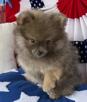 Bucky, a male Pomeranian for sale in Austin, TX – 6 of 10