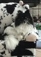 Gypz, a female Pomeranian for sale in Austin, TX – 5 of 5