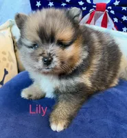 Lily, a female Pomeranian for sale in Austin, TX – 5 of 6