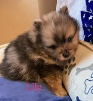 Lily, a female Pomeranian for sale in Austin, TX – 3 of 6