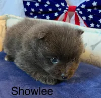 Showlee, a female Pomeranian for sale in Austin, TX – 2 of 4
