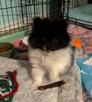 Gypz, a female Pomeranian for sale in Austin, TX – 2 of 5