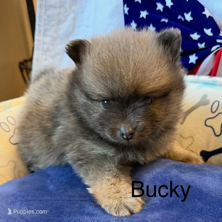Bucky – Pomeranian puppy for sale in Austin, TX