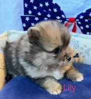 Lily, a female Pomeranian for sale in Austin, TX – 2 of 6