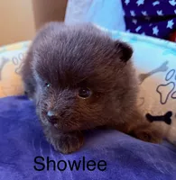 Showlee, a female Pomeranian for sale in Austin, TX – 4 of 4
