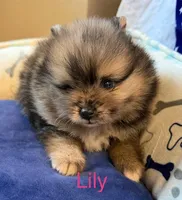Lily, a female Pomeranian for sale in Austin, TX – 4 of 6