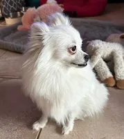 Lambma, a female Pomeranian for sale in Austin, TX – Photo 1 of 3