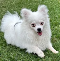 Lambma, a female Pomeranian for sale in Austin, TX – Photo 3 of 3