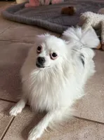 Lambma, a female Pomeranian for sale in Austin, TX – Photo 2 of 3