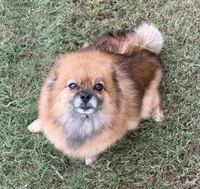 Tinker, a female Pomeranian for sale in Austin, TX – 4 of 6