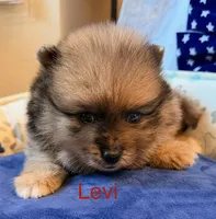 Levi, a male Pomeranian for sale in Austin, TX – 1 of 5