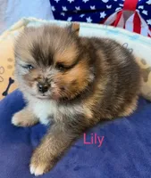 Lily, a female Pomeranian for sale in Austin, TX – 6 of 6