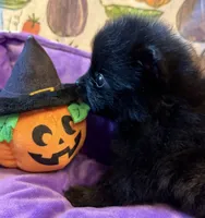 Mugsy [ He is a real Halloween Treat ], a male Pomeranian for sale in Austin, TX – 5 of 7