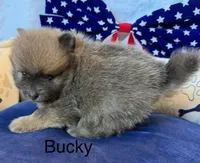 Bucky, a male Pomeranian for sale in Austin, TX – 3 of 5