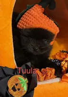 Tuula [ A Halloween Treat ], a female Pomeranian for sale in Austin, TX – 4 of 7