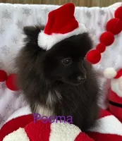 Pooma, a female Pomeranian for sale in Austin, TX – Photo 4 of 4