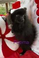 Pooma, a female Pomeranian for sale in Austin, TX – Photo 3 of 4