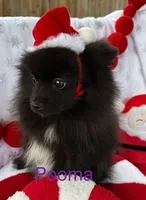 Pooma, a female Pomeranian for sale in Austin, TX – Photo 1 of 4