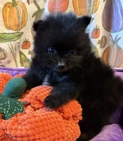 Mugsy [ He is a real Halloween Treat ], a male Pomeranian for sale in Austin, TX – 4 of 7
