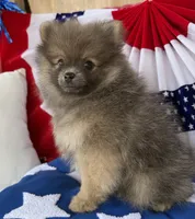 Bucky, a male Pomeranian for sale in Austin, TX – 8 of 10