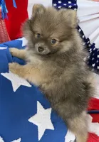 Bucky, a male Pomeranian for sale in Austin, TX – 10 of 10