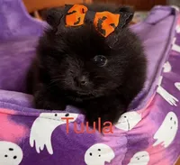 Tuula [ A Halloween Treat ], a female Pomeranian for sale in Austin, TX – 7 of 7