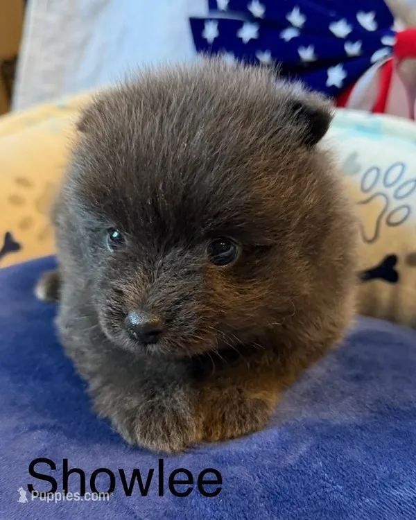 Showlee – Pomeranian puppy for sale in Austin, TX